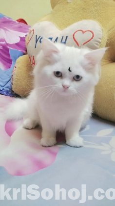 পার্শিয়ান ব্লু আই